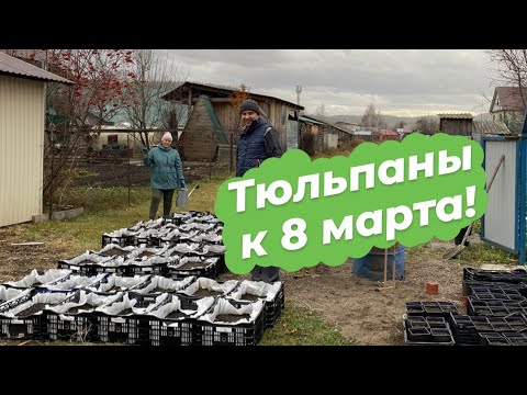 Видео: Посадка тюльпанов на выгонку | Сезон 2023