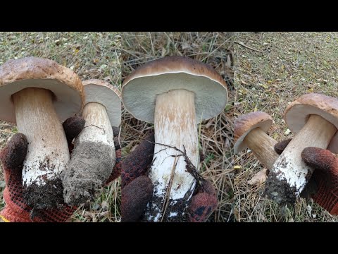 Видео: Белый гриб в сосновом лесу.