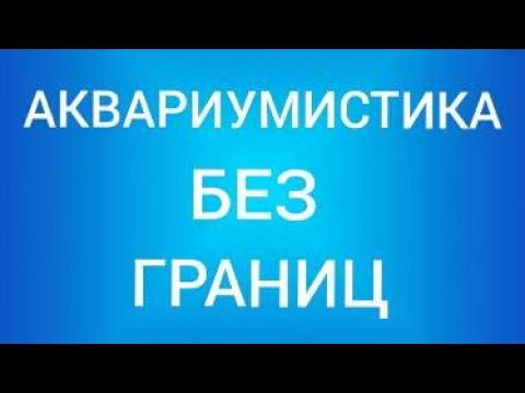 Видео: Аквариумистика без границ. В гостях у аквариумистов любителей. Аквариум Артёма из Испании.Выпуск 1.