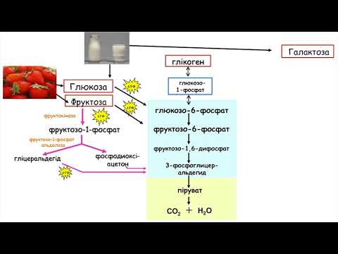 Видео: 6. Метаболізм фруктози та галактози