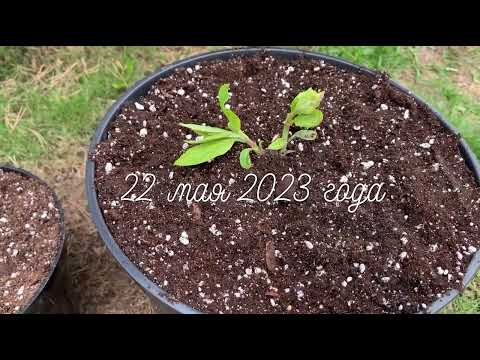 Видео: Мой великолепный Фантом 2023 года))) 👌