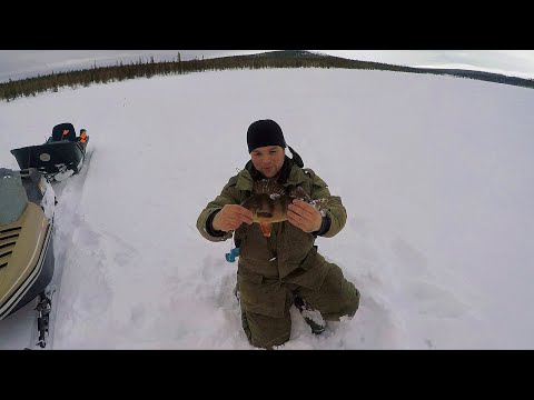Видео: УЕХАЛИ В ТАЙГУ! КРУПНЫЙ ОКУНЬ! КУМЖА ЛОМАЕТ КРЮЧКИ!