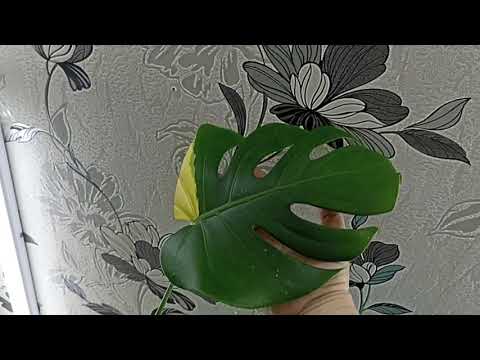 Видео: Комнатные Растения. Новинки Этого Сезона🔥🔥🔥