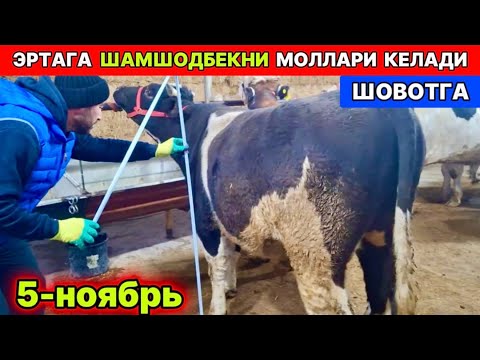 Видео: ЭРТАГА ЯНГИ ПАРТИЯ МОЛЛАР КЕЛЯБДИ ШАМШОДБЕК ШОВОТ 5-ноября 2025 г.