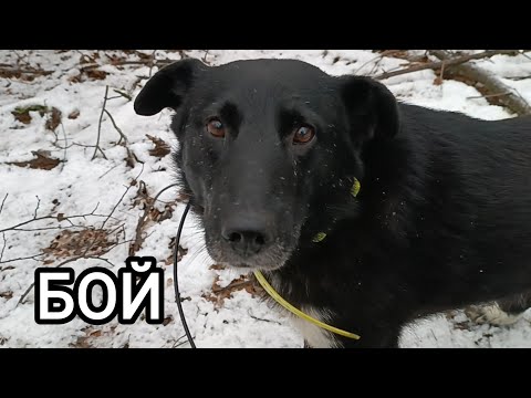 Видео: БОЙ/ ОХОТА НА КУНИЦУ СОВСЕМ НЕ СЛАЙКОЙ/