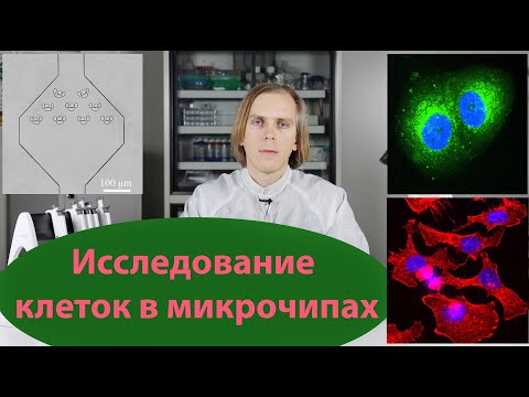Видео: Исследование клеток в микрофлюидных устройствах