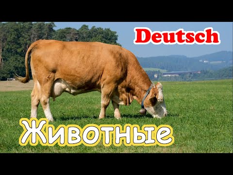 Видео: Домашние животные на немецком для детей. Die Tiere auf Deutsch