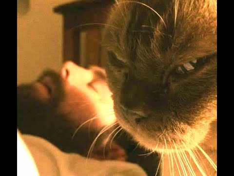 Видео: 😺 А ночью просыпается мафия! 🐈 Подборка смешных видео котов, котят и собак! 😻