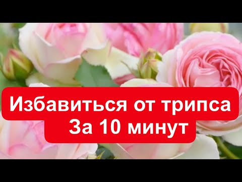 Видео: ИЗБАВИТЬСЯ ОТ ТРИПСА ЗА 10 МИНУТ!!! РОЗЫ. ПЕРВАЯ ВОЛНА ЦВЕТЕНИЯ РОЗ В МОЁМ САДУ, ГОРОД УЛЬЯНОВСК!!!