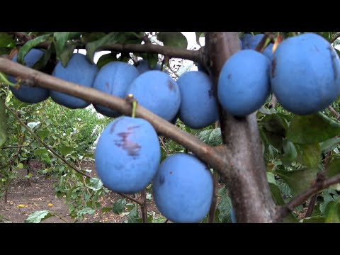 Видео: Поздняя слива ПРЕЗИДЕНТ