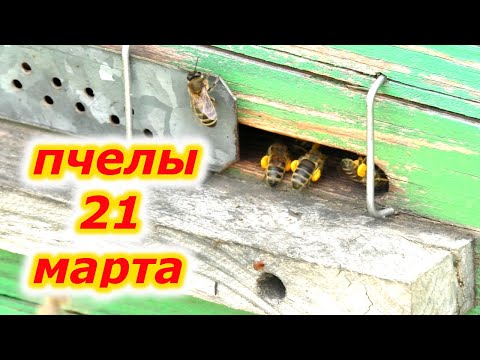 Видео: МАТКА с ГОРСТЬЮ ПЧЕЛЫ ПОСЛЕ УСИЛЕНИЯ...