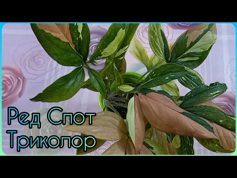 Видео: Мой самый красивый СИНГОНИУМ дорос до формирования🌱Ред Спот Триколор🌸Размножение🌱Укоренение🌸Посадка🌱