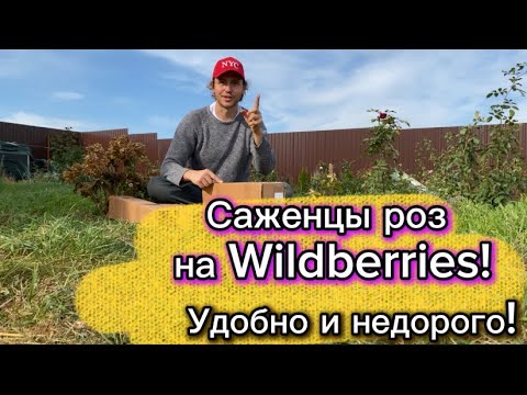 Видео: Купил розы на Wildberries! Хороший питомник и качество саженцев. Обзор посылки и сортов.