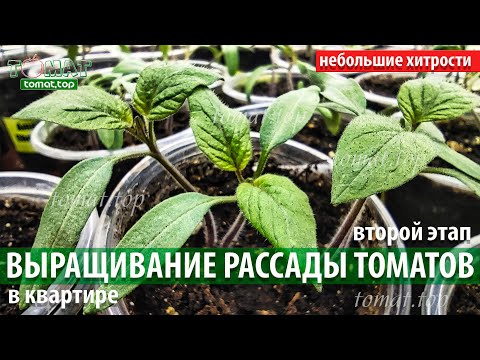 Видео: Выращивание рассады томатов в квартире. Главные условия и небольшие хитрости. Второй этап