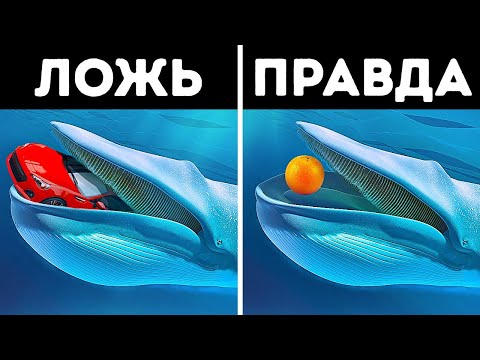 Видео: 14 мифов о животных, которые вам постоянно рассказывали в школе и дома