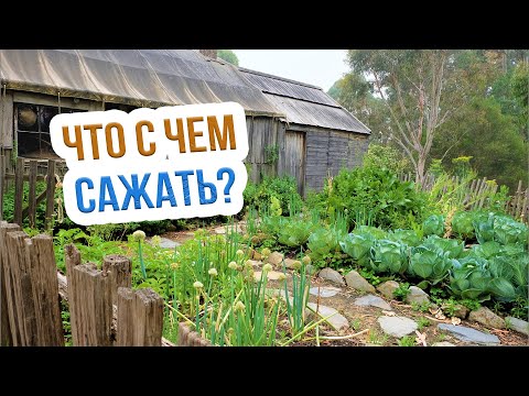 Видео: Смешанные посадки овощей. Совместимость растений на огороде от Екатерины Новиковой
