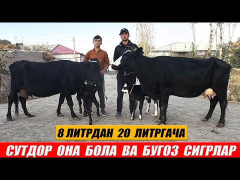 Видео: СУТДОР ОНА  БОЛА  ВА  БУГОЗ  СИГРЛАР  ОГАБЕК 31-ОКТАБРЬ  2025