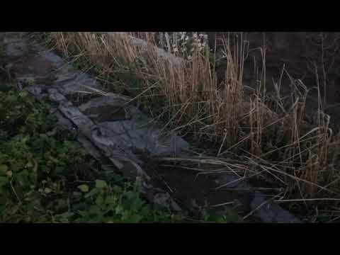 Видео: Укрываем почву к зиме, заготавливаем калину.