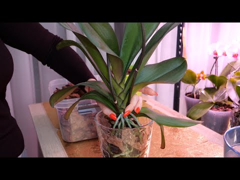 Видео: Понять куда и как пересадить орхидею. Пересадка Интерьерная.
