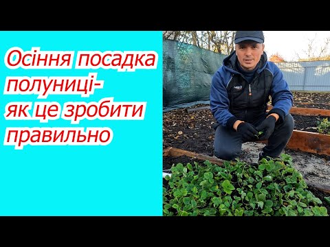 Видео: Осіння посадка полуниці для гарного врожаю влітку. Як це зробити правильно.