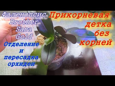 Видео: Прикорневая ДЕТКА орхидеи Brother Sara Gold без корней: отделение, посадка и результат.