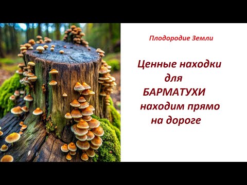 Видео: Сбор органики различными способами №656/24