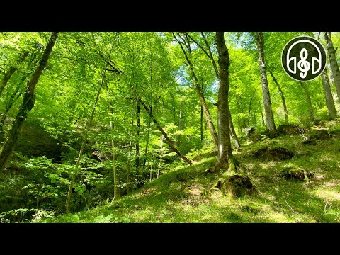 Видео: Красивый весенний горный лес. Пение птиц в Кавказском лесу.