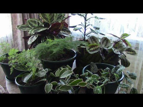 Видео: Комнатные растения на северных окнах.