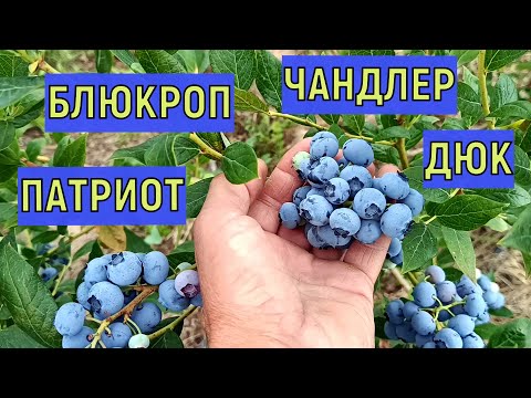 Видео: Обзор плодоношения голубики на первом участке. Сорта : Блюкроп ,  Дюк , Патриот , Чандлер .