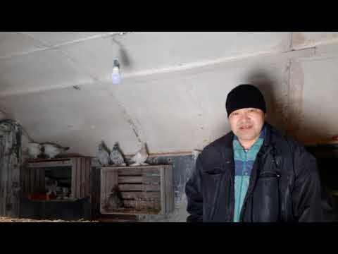 Видео: Проверка Природного инстинкта на постройку гнезда у домащних голубей. И колотим гнёзда бортики.