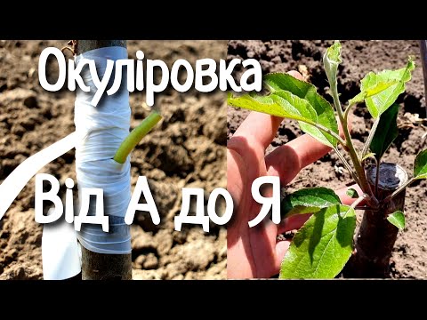 Видео: ЩЕПЛЕННЯ БРУНЬКОЮ / ОКУЛІРОВКА ДЕРЕВ