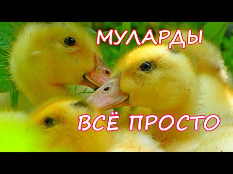 Видео: Как вырастить УТОК! Утки МУЛАРДЫ разведение в домашних условиях