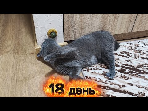 Видео: Кулька для котів, кошачья мята. 