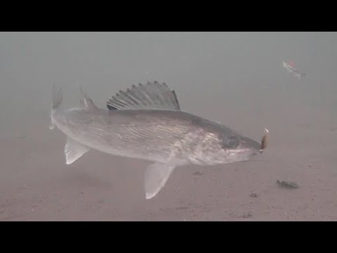 Видео: Илистые судаки! Подлёдная рыбалка с подводной камерой (озеро Милл-Лакс)