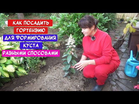 Видео: Посадка и пересадка гортензии разными способами. Для формирования широкого куста или деревца.