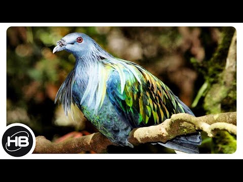 Видео: 10 Самых Красивых и Интересных Пород Голубей