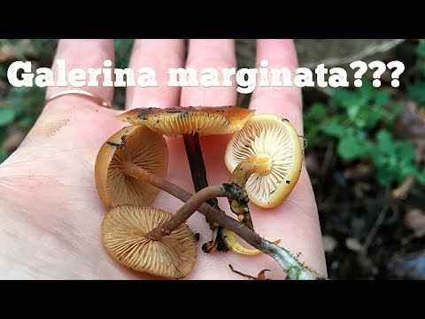 Видео: ГАЛЕРИНА ОКАЙМЛЕННАЯ или ФЛАММУЛИНА: как отличить? Да похожи ли? Galerina marginata vs Flammulina