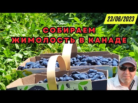 Видео: Собираем жимолость в Канаде. Сбор жимолости. Оригинальные рецепты из жимолости.