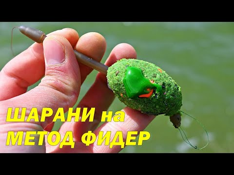 Видео: РИБОЛОВ на ШАРАНИ с МЕТОД ФИДЕР през ЕСЕНТА - МОНТАЖ и ЗАХРАНКИ