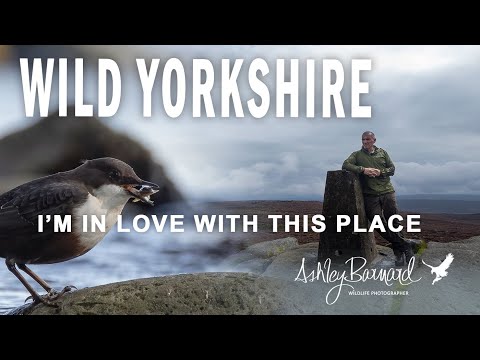 Видео: 9 миль дикой природы Йоркшира — прогулка с фотографиями дикой природы