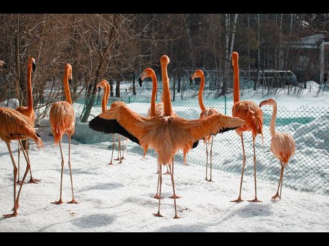Видео: Бесплатный рай для пенсионеров. Новосибирский зоопарк им. Р.А. Шило.