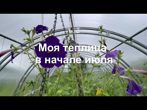 Видео: Начало июля - Обзор томатов в теплице