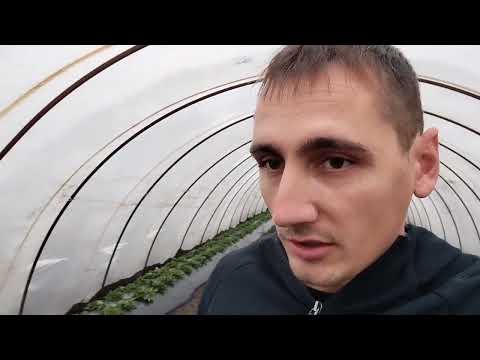 Видео: Подкормки и обработки клубники в конце вегетации