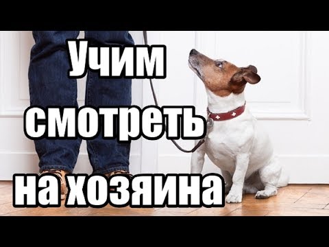 Видео: Учим собаку смотреть на хозяина. Как научить собаку выполнять команды.