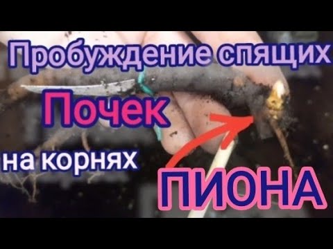 Видео: Быстрое пробуждение спящих почек на корневищах пионов разных сортов. Поэкспериментируем??