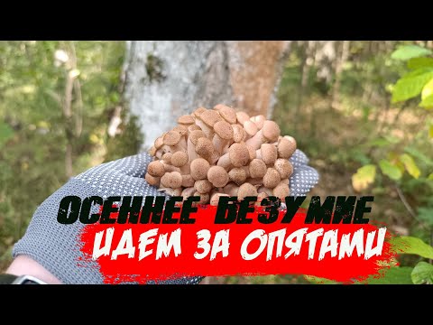 Видео: ОСЕННИЕ ОПЯТА❤🔥 Любимый сбор грибов на заготовку