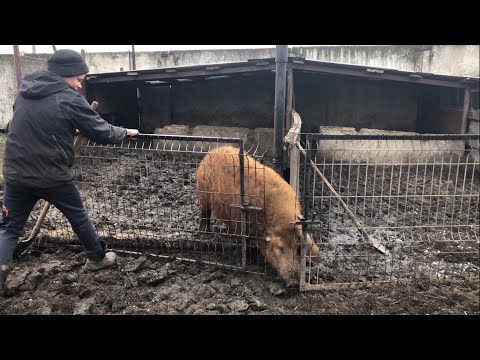 Видео: Загнали хряка на злучку! У Васі дуже багато роботи! 🐖