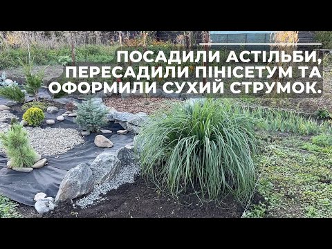 Видео: Посадили астільби, пересадили пінісетум та оформили сухий струмок.