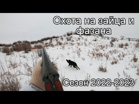 Видео: Охота на зайца и фазана 01-02 декабря 2022 г.