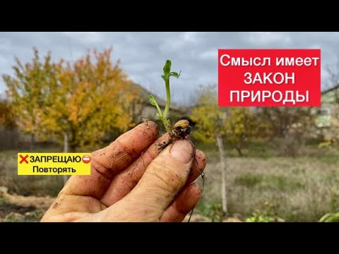 Видео: Сохранить плодородие почвы//Корм улучшает жизнь кур, уток, перепелов хозяйство Хитрук Елена